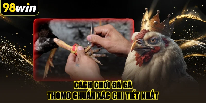 Cách chơi đá gà thomo chuẩn xác chi tiết nhất