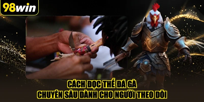 Cách đọc thế đá gà chuyên sâu dành cho người theo dõi